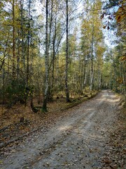 path in the woods
