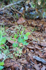 Green pea Shoot : healthy vegetable in garden