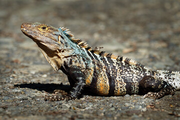 Ctenosaura similis, known as black spiny-tailed iguana, black iguana or black ctenosaur,lizard native to Mexico and Central America, introduced to the United States in Florida. 