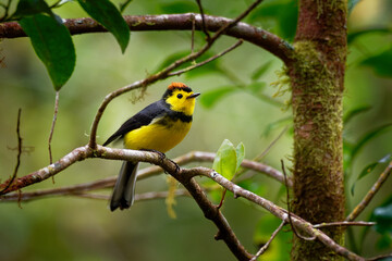 Obraz premium Collared Redstart Whitestart - Myioborus torquatus also known as the collared redstart, is a tropical New World warbler endemic to the mountains of Costa Rica and western-central Panama