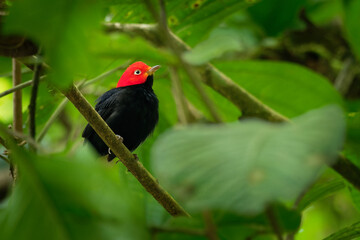 Red-capped manakin - Ceratopipra mentalis  bird in the Pipridae family. It is found in Belize, Colombia, Costa Rica, Ecuador, Guatemala, Honduras, Mexico, Nicaragua, Peru and Panama