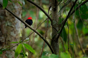 Red-capped manakin - Ceratopipra mentalis  bird in the Pipridae family. It is found in Belize, Colombia, Costa Rica, Ecuador, Guatemala, Honduras, Mexico, Nicaragua, Peru and Panama