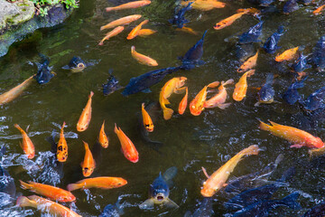 Pond in China with goldfish or Golden carp Japanese name-koi fish, Nishikigoi, Cyprinus carpio haematopterus a sacred symbol for Japanese and Chinese cultures.