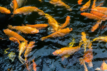 Obraz na płótnie Canvas Pond in China with goldfish or Golden carp Japanese name-koi fish, Nishikigoi, Cyprinus carpio haematopterus a sacred symbol for Japanese and Chinese cultures.