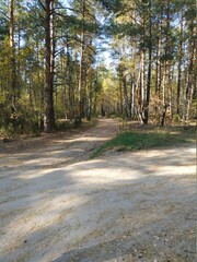 autumn in the forest