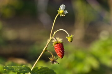 wild strawberry in the forest
