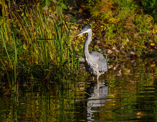 Great Blue Heron Standing on the Pond in Fall