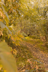 Pathway in the forest at autumn