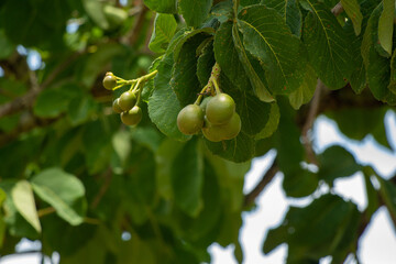 Pequi, Goiás, Brasil