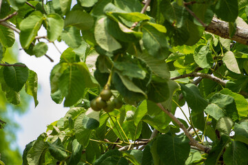 Pequi, Goiás, Brasil