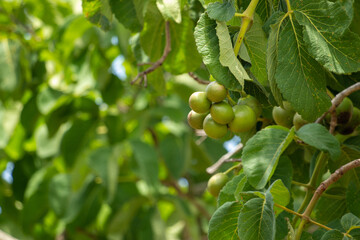Pequi, Goiás, Brasil