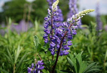 Blue lupins in the meadow