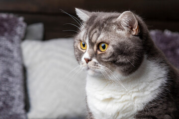 Lazy beautifal british shorthair cat sitting on a couch in a flat.