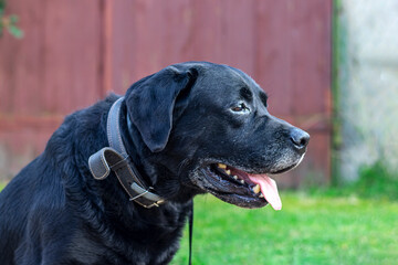 Black labrador retriever sitting outside and looking in anticipation of warning, looks happy, worried