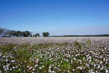 Fototapeta na wymiar Field of cotton under a blue sky