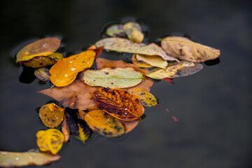autumnal leaves floating in the water of a pond with blurred background - autumnal background