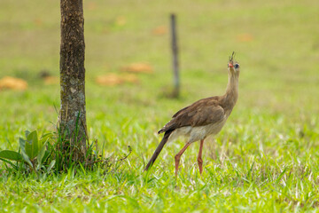 Seriema (Cariama cristata)