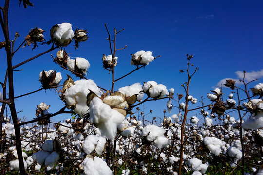 Cotton Bolls Against Blue Sky