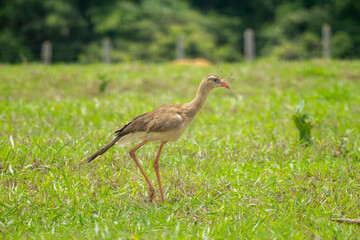 Seriema (Cariama cristata)