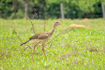Seriema (Cariama cristata)