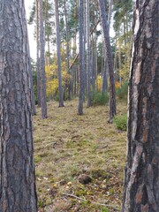Naklejka premium forest in autumn road to nowhere
