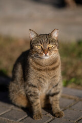 Tabby cat waiting with food container