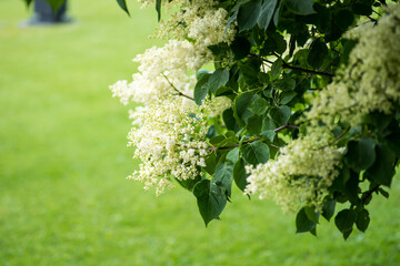 Japanese tree lilac, Syringa reticulata flowers and leaves in the summertime. Decorative tree or...