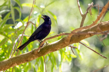 Black bird singing. The Shiny Cowbird also Know as Chupim. All the beauty and the presence of the most typical black bird in Brazil. Species Molothrus bonariensis. Birdwatcher