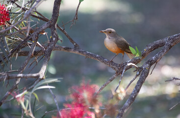 The Rufous-bellied Thrush also know as 