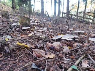forest in autumn
mushrooms