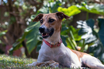 A beautiful brown and white spotted female dog lying on the lawn next to her bone. Animal world....