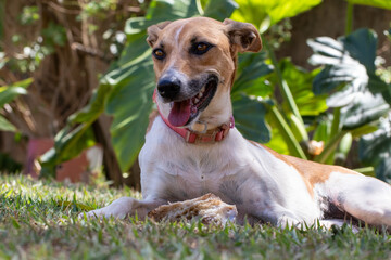 A white and brown spotted female dog happy with her bone. Animal world. Pet lover. Animals...