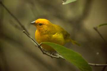 Bello pájaro amarillo