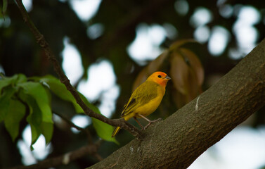 Bello pájaro amarillo
