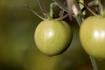 Green tomatoes growing in the vegetable garden. Organic food. Vegan food. Healthy life. Biology