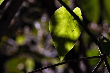 The details of the structure of a leaf on a tree being revealed by the light of the sunset. Central...