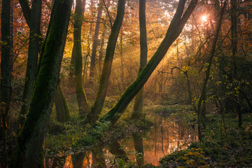 świt w lesie  jesienne drzewa mgła i światło