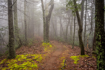 Mossy Carpet Lines Foggy Trail