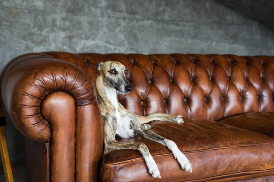 Portrait of greyhound pet dog in beautiful Royal interior.