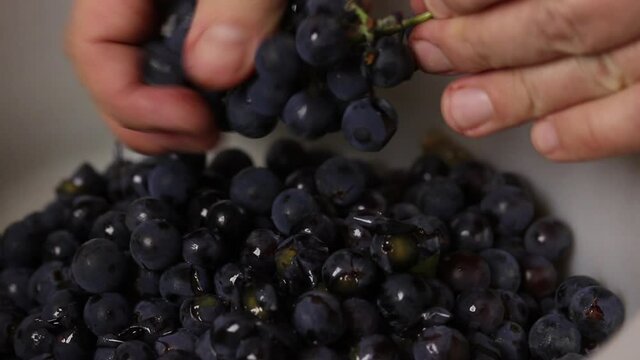 A man removes berries from a bunch of blue grapes. She puts them in a basin. Making homemade wine during an epidemic. Close-up shot.