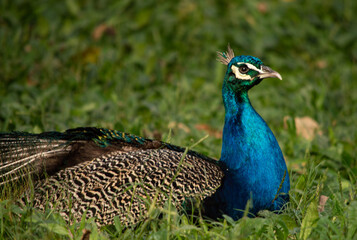Pavo real