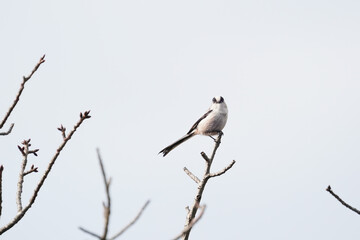 long tailed tit on branch