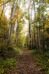 Hiking on the Appalachian Trail in the Great Smoky Mountains National Park in the Fall