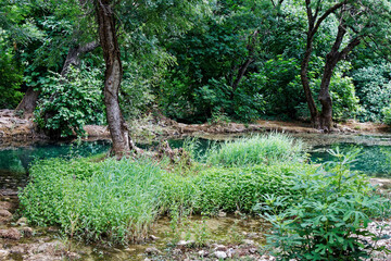 view on a lush green forest with green pond