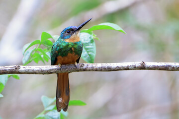 Rufous-tailed Jacamar (Galbula ruficauda) perched on a branch on a blurred background in green tones.