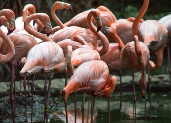 Flamencos
