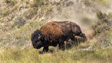 Running Bison Bull © Randy Runtsch