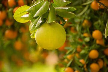 Pomelo fruit in garden