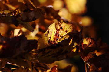 Leuchtendes Herbstlaub im Gegenlicht der Sonne an einem Baum