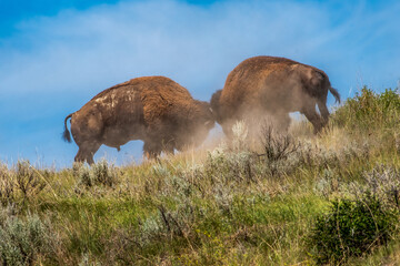 Bison Bulls Fight